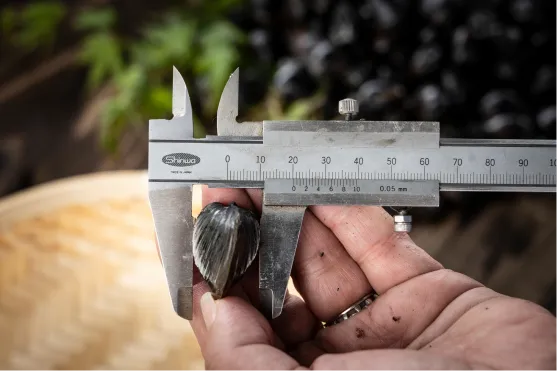 しじみの大きさを測っている様子