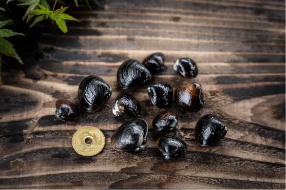 5円玉としじみの写真