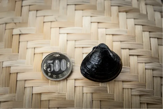 500円玉としじみの写真