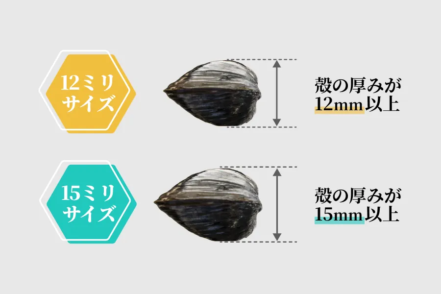 しじみサイズ比較